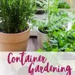 potting containers filled with herbs and flowers with title text "container gardening for beginners"