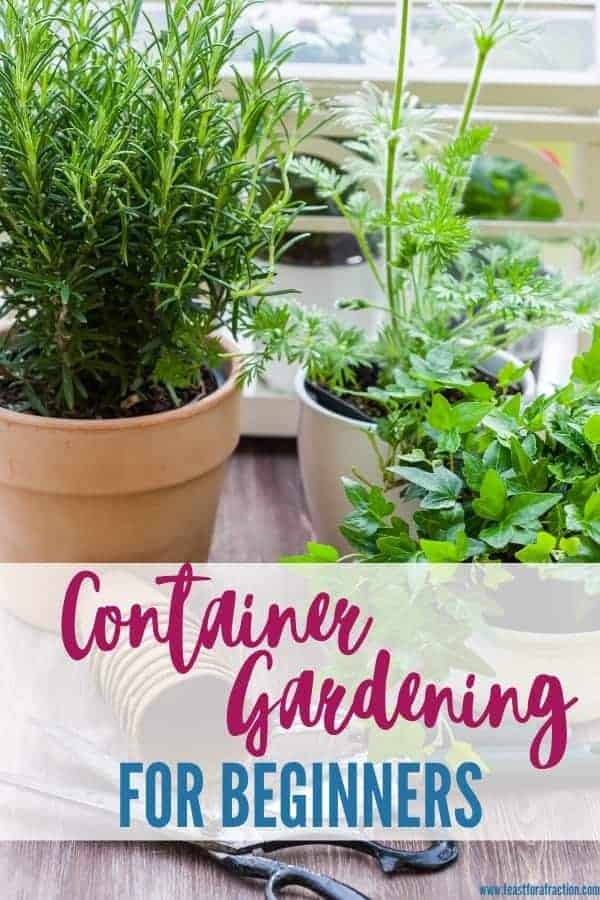 Beginners Guide To Container Gardening Container Gardening For