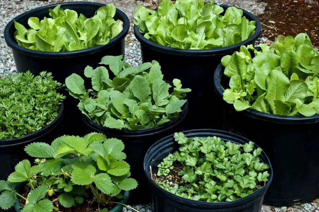 containers for herbs and salad greens