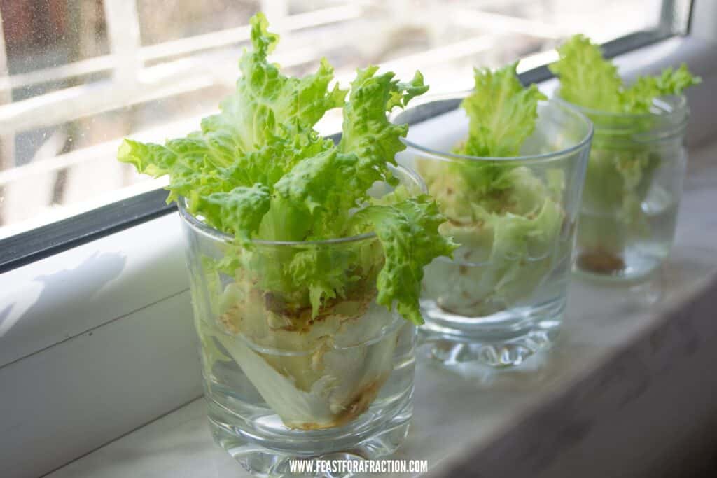 lettuce in glasses sitting on window sill